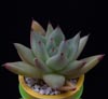 Echeveria agavoides-Agavasta eševerija