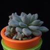 Echeveria minima-Mini eševerinja