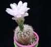 Gymnocalycium bruchii-brsteči gimnokalicij
