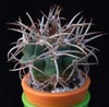 Gymnocalycium ferox -Trnasti gimnokalicij
