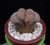 Lithops dinteri-