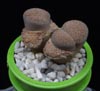 Lithops elisabethae-Elizabetin litops