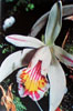 Pleione species-Pleione vrste