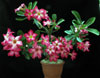 Adenium obesum - Puščavska roža