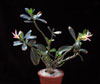 Adenium obesum - Puščavska roža