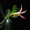 Adenium obesum - Puščavska roža