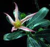 Adenium obesum - Puščavska roža