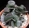Adromischus trigynus-