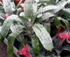 Aechmea fasciata-Pasasta ehmeja