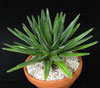 Agave victoriae reginae - Agava kraljice Viktorije