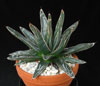 Agave victoriae reginae-Agava kraljice Viktorije