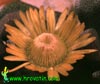Aloinopsis schooneesii - Okrastocvetni aloinopsis