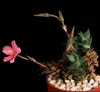 Anacampseros rufescens-Dlakasti anakampseros
