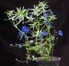 Anagallis monellii-