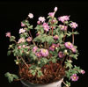 Anemone hybrid-Anemona
