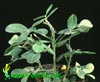 Arachis hypogea-Zemeljski orešek, Arašid