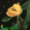 Arachis hypogea - Zemeljski orešek, Arašid