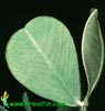 Arachis hypogea - Zemeljski orešek, Arašid