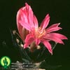 Ariocarpus agavoides-Rdečecvetni ariokarpus