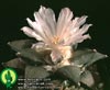 Ariocarpus furfuraceus-