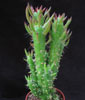 Austrocylindropuntia subulata-Brsteča cilindropuncija