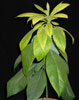 Avocado persea americana-Avokado
