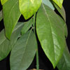 Avocado persea americana - Avokado