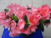 Azalea indica-Azaleja