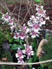 Beallara tahoma-Belara