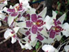 Beallara tahoma - Belara