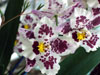 Beallara tahoma - Belara