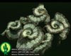 Begonia rex 