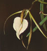 Brassavola nodosa-Členasta brasavola