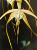 Brassavola species-Brasavola vrste