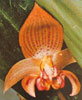 Bulbophyllum dearei-Derejev bulbofilum