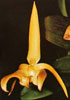 Bulbophyllum lobbii-Lobijev bulbofilum