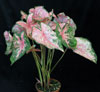 Caladium hortulanum candidum - Kaladijum