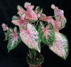 Caladium hortulanum candidum - Kaladijum