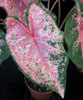 Caladium hortulanum candidum - Kaladijum