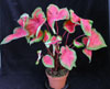 Caladium hortulanum candidum - Kaladijum