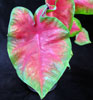 Caladium hortulanum candidum - Kaladijum