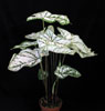 Caladium hortulanum candidum-Kaladijum