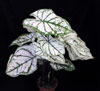 Caladium hortulanum candidum - Kaladijum