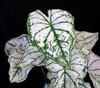 Caladium hortulanum candidum - Kaladijum