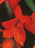 Cattleya aurantiaca-Zlatorumena katleja
