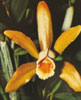 Cattleya Forbesii-Forbesova katleja