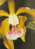Cattleya species-Katleja vrste