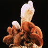 Cleistocactus strausii-Štrausijev stebričar