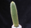 Cleistocactus winteri-zlatorumeni klejstokaktus