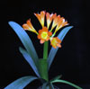 Clivia miniata-Jermenovka